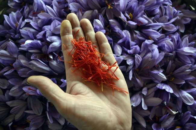 Safranda bu yıl hasat erken başladı